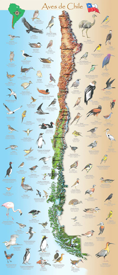 MAPA ILUSTRADO CHILE AVES DE CHILE