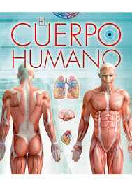 EL CUERPO HUMANO