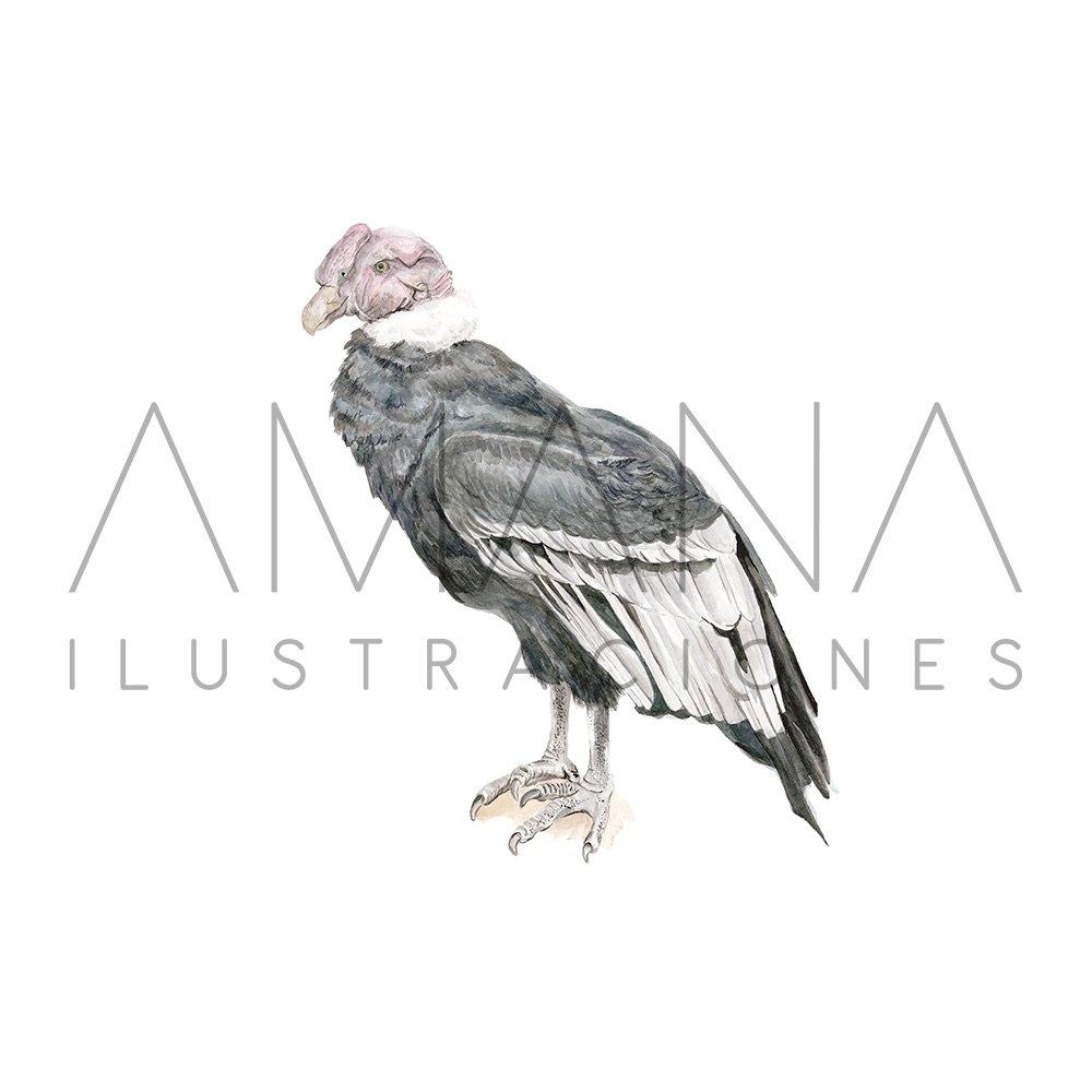 LAMINAS 20X20 CONDOR