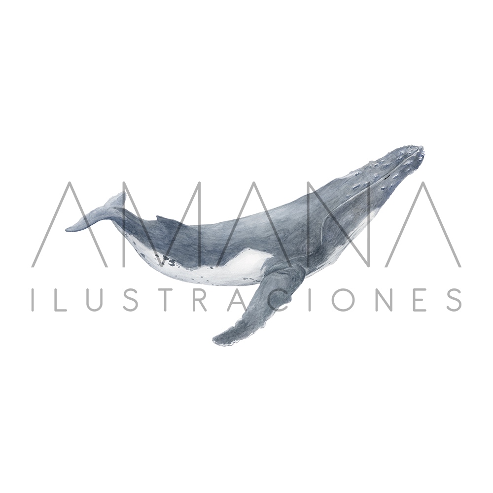 LAMINAS 20X25 BALLENA JOROBADA