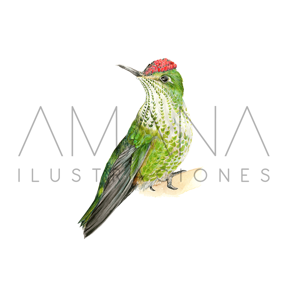 LAMINAS 20X20 PICAFLOR CHICO