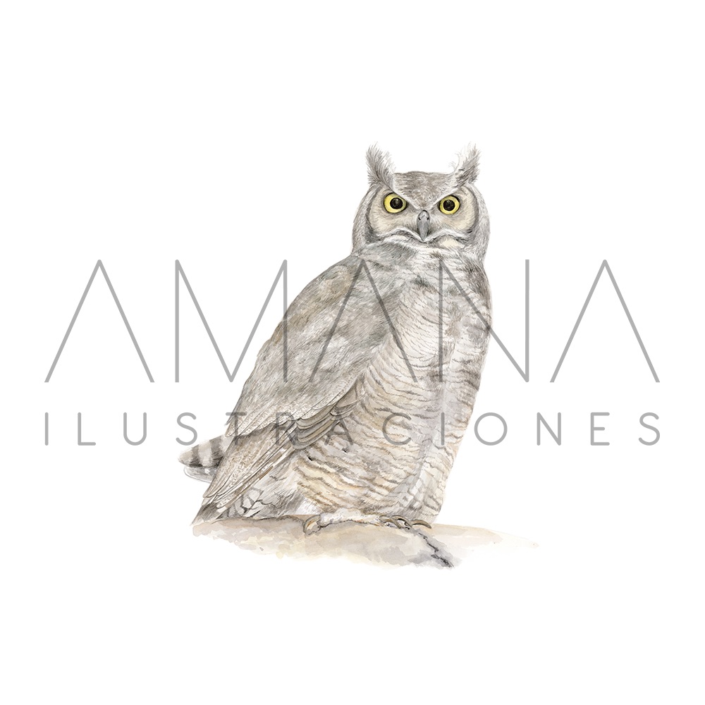 LAMINAS 20X20 TUCUQUERE