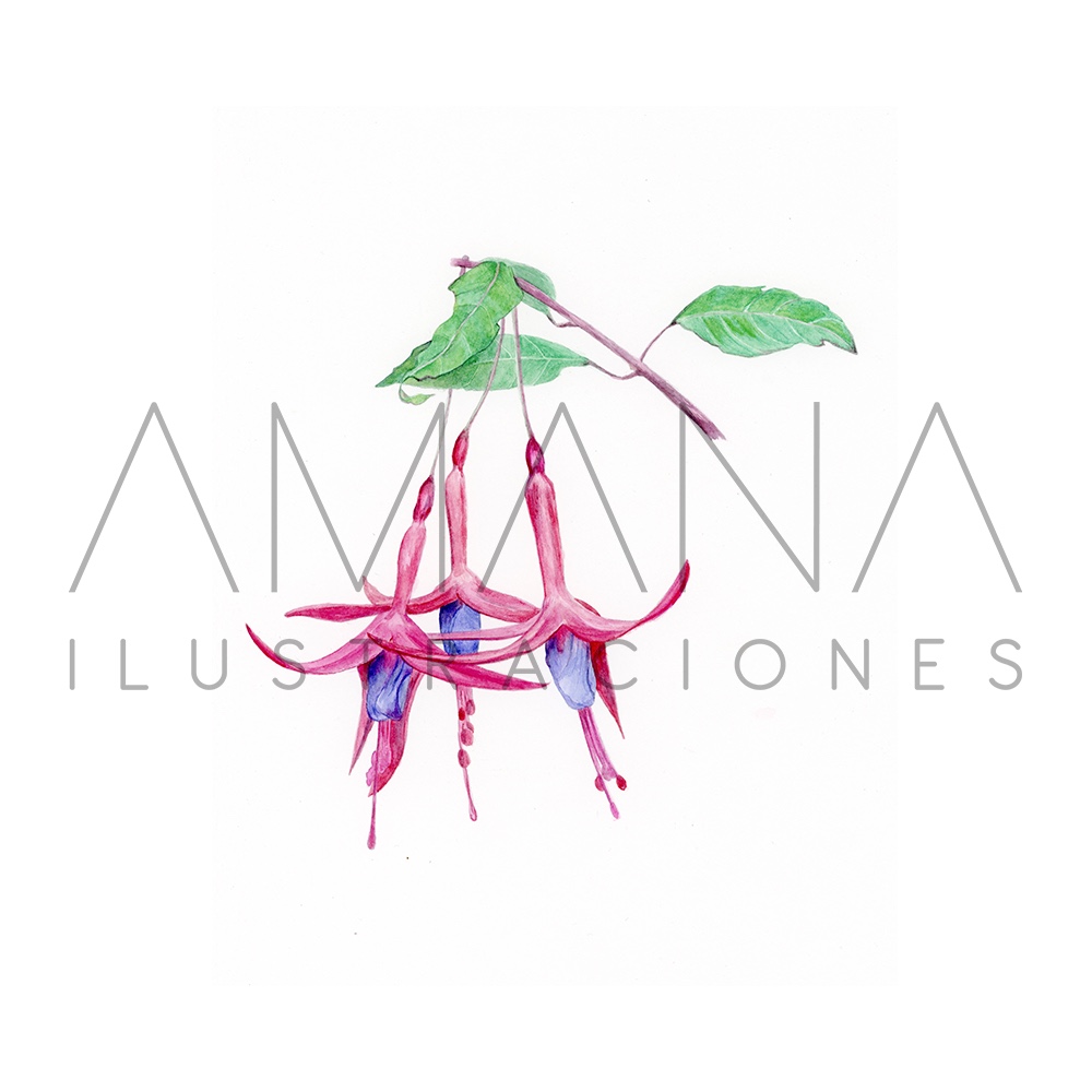 LAMINAS 20X25 CHILCO