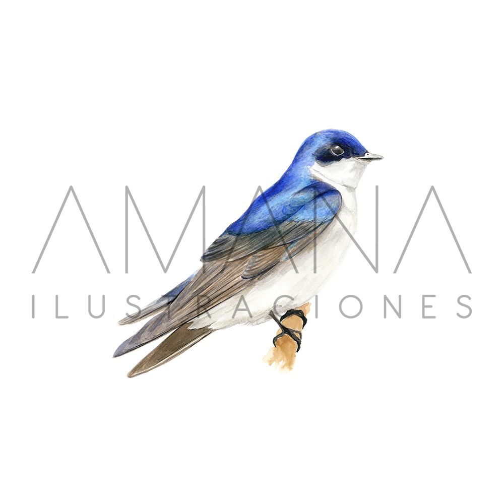 LAMINAS 20X20 GOLONDRINA