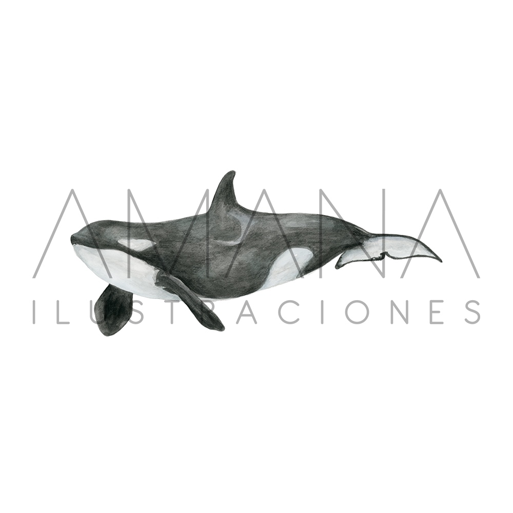 LAMINAS 20X25 ORCA