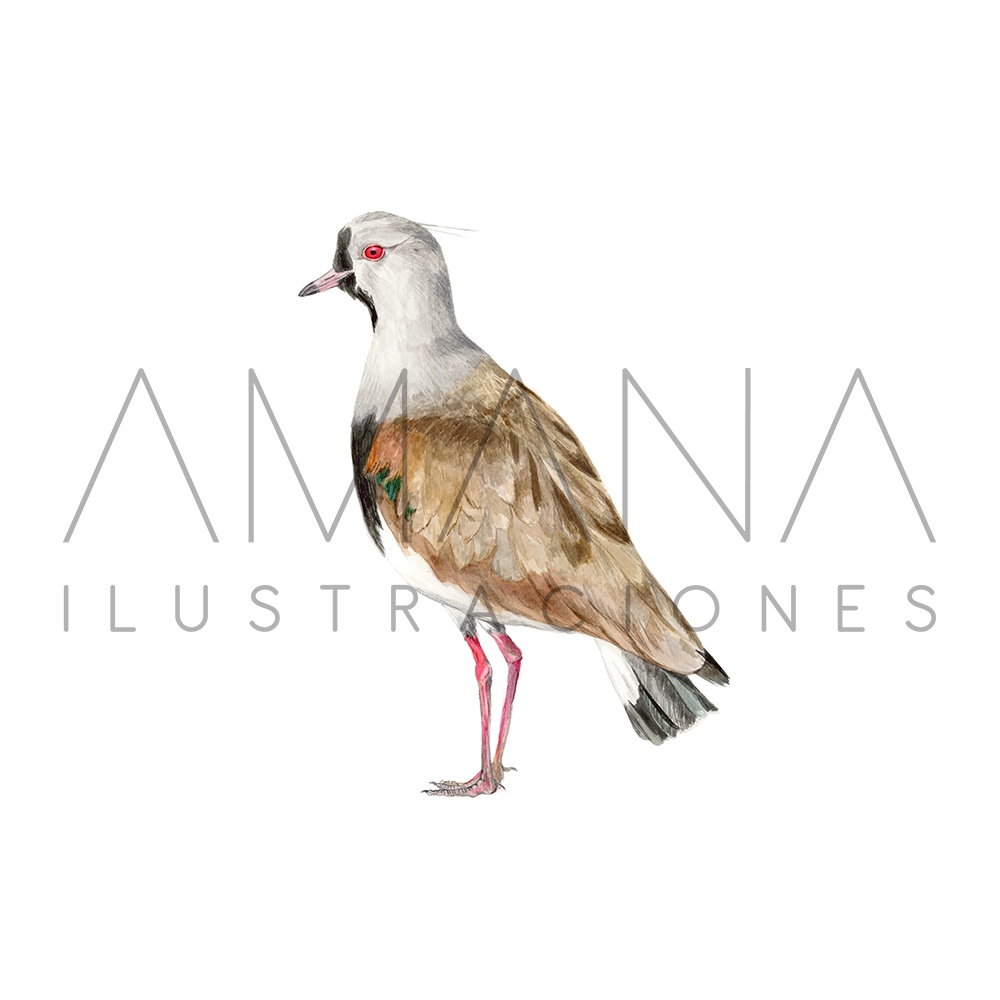 LAMINAS 20X20 QUELTEHUE