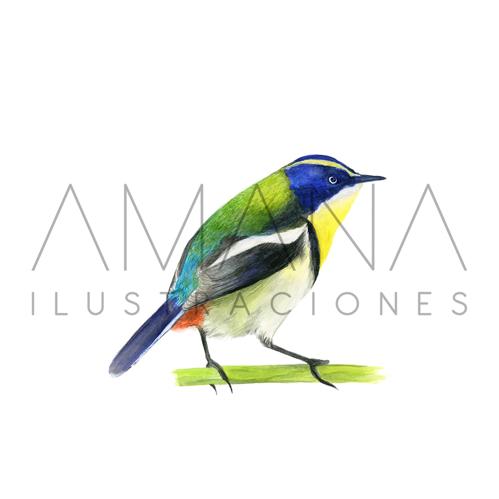 LAMINAS 20X20 SIETE COLORES
