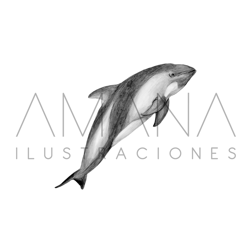 LAMINAS 20X25 DELFIN CHILENO