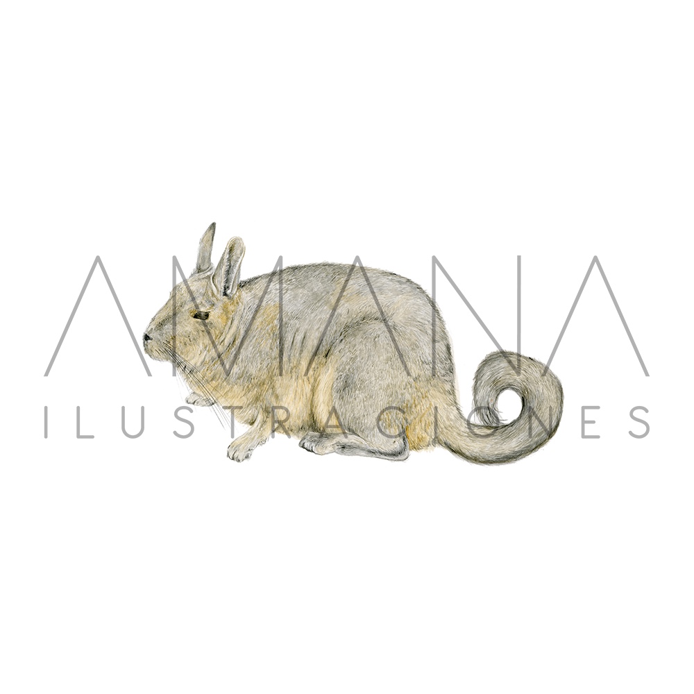 LAMINAS 20X25 VIZCACHA