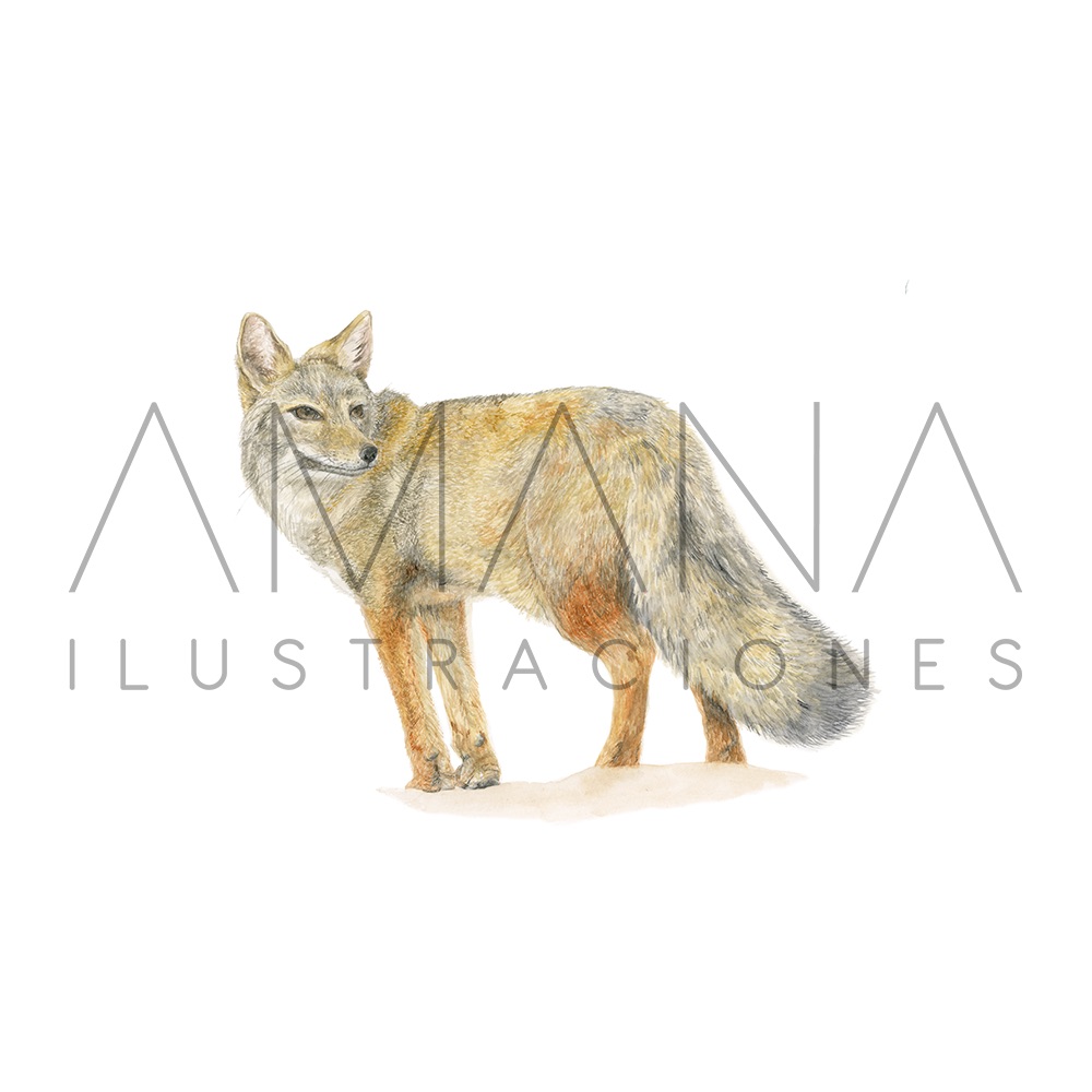 LAMINAS 20X25 ZORRO CULPEO