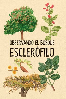 OBSERVANDO EL BOSQUE ESCLEROFILO