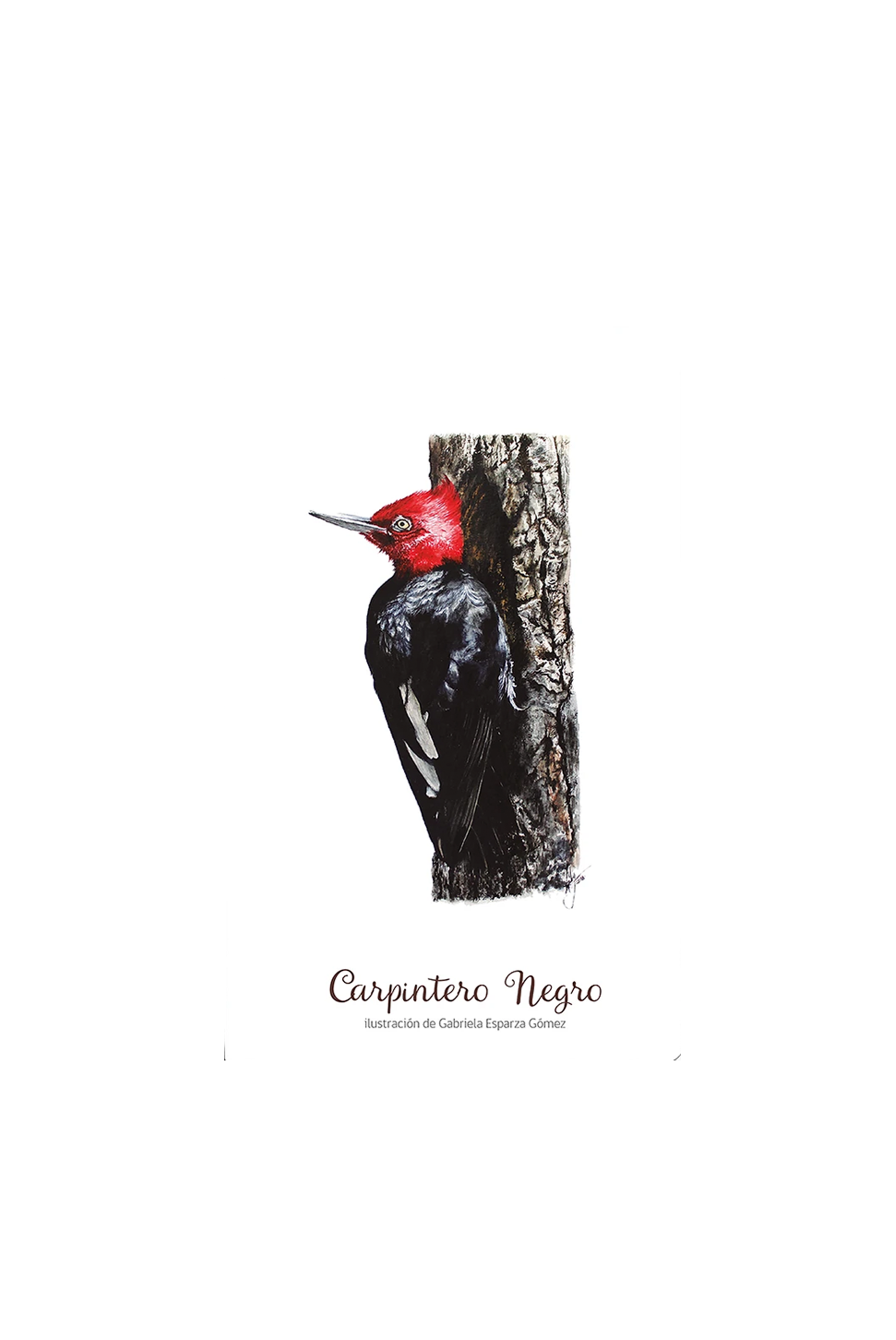 CUADERNO CARPINTERO AVES DE CHILE