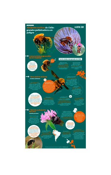 POLINIZADORES MAS FRECUENTES DE OBSERVAR EN CHILE