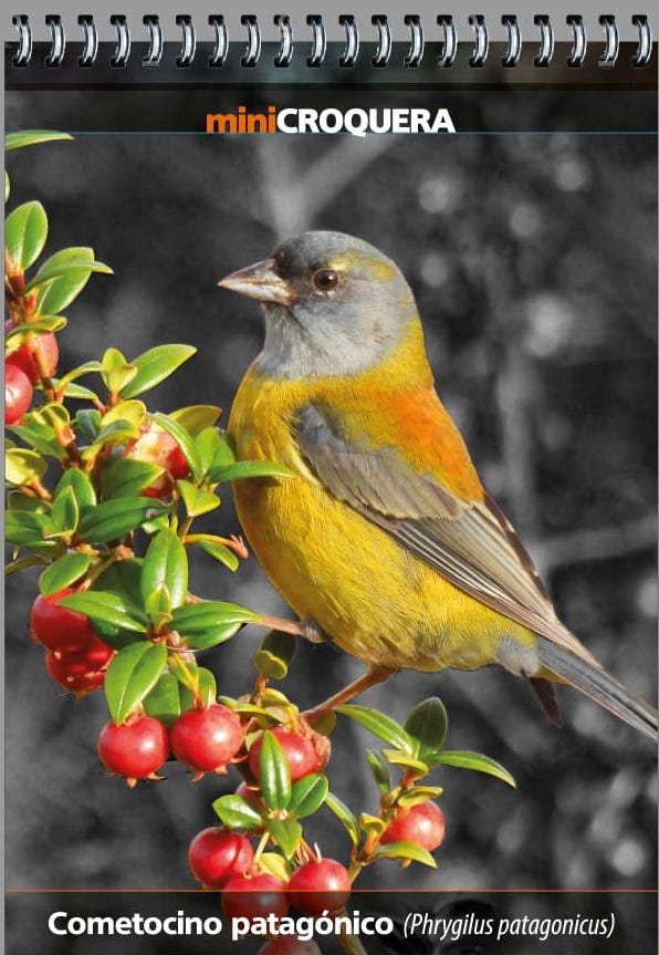 MINI CROQUERA COMETOCINO PATAGONICO