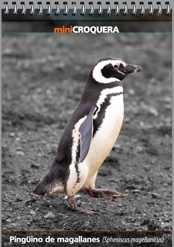 MINI CROQUERA PINGUINO DE MAGALLANES