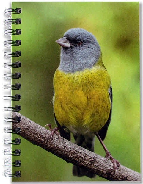 CUADERNO COMETOCINO AVES DE CHILE