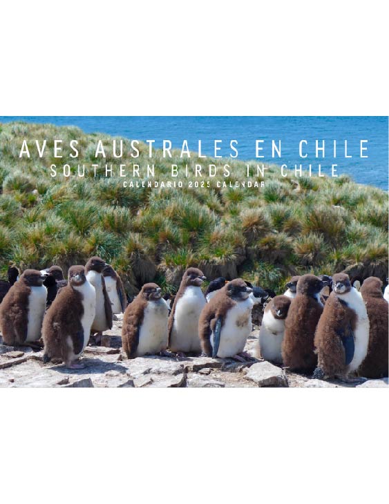 CALENDARIO 2025 AVES AUSTRALES EN CHILE
