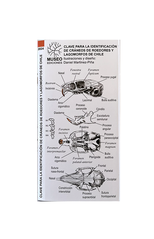 GUIA DESPLEGABLE  IDENTIFICACION DE CRANEOS DE ROEDORES Y LAGOMORFOS DE CHILE